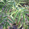 Melianthus comosus